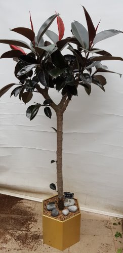 멜라닌 고무나무